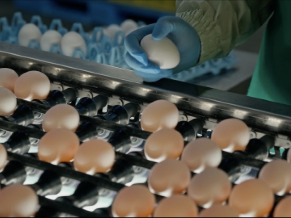 卵製造工場の製造補助スタッフ（未経験応募OK・経歴不問）