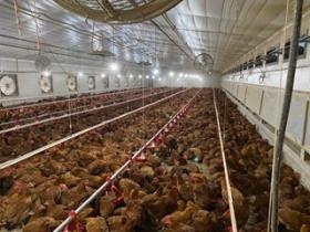 鶏舎内（赤鶏）