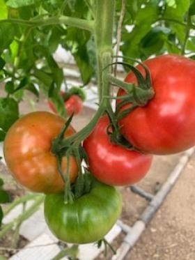 フルーツトマト