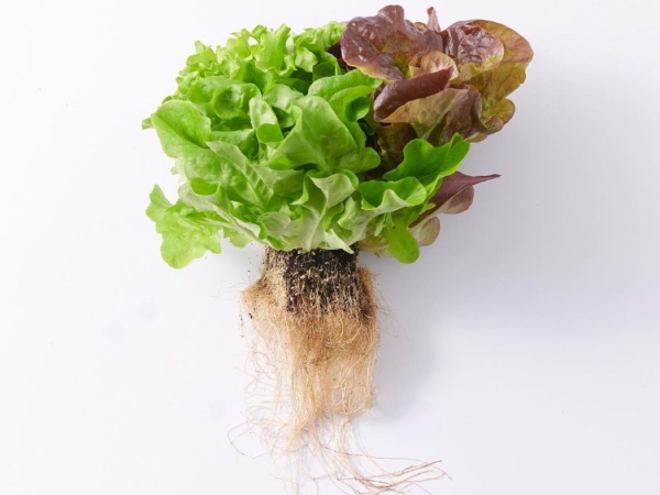 食品製造業の品質管理スタッフ（未経験者歓迎）