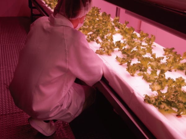 小規模な実験設備の様子です。栽培実験のお手伝いをしていただきます。