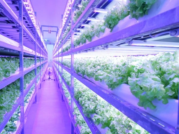 葉物野菜の量産工場です。