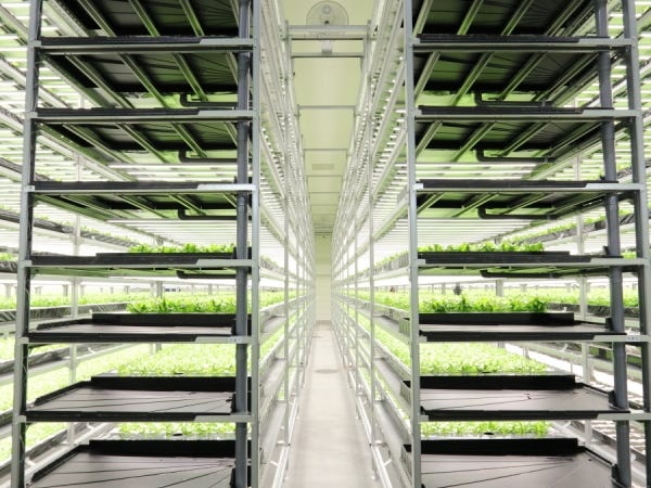 葉物野菜の量産工場です。