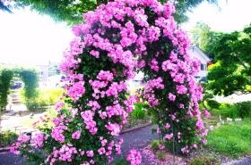 庭に咲いているバラです。散歩などをしています。