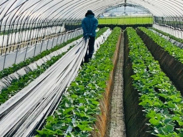 いちご農園の農作業スタッフ・いちご農園スタッフ（土日勤務できる方歓迎・未経験OK）
