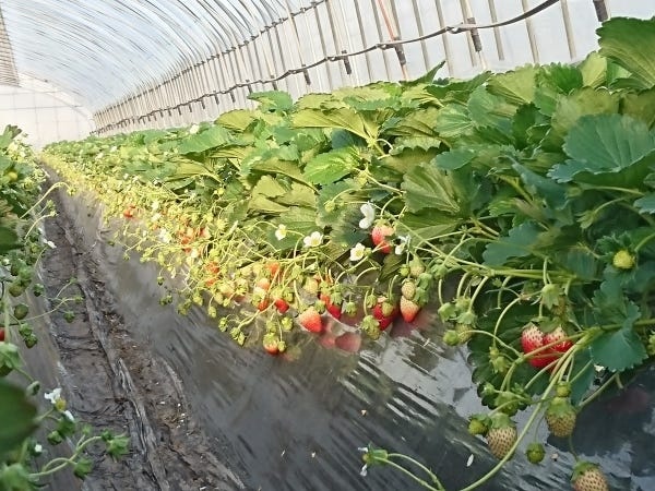 たくさんの苺が実ります。