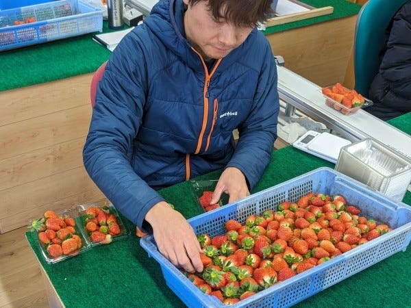 パック詰めの作業風景