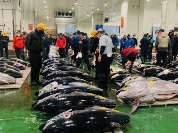 連携した全国の漁港から当社へ魚が届きますが、豊洲などの各市場へ赴いての仕入れも行っています。長野県で働きながら水産のプロが目指せます。