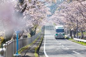 桜並木通り