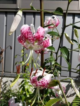 環境活動としてメダカや、鹿子百合の配布活動