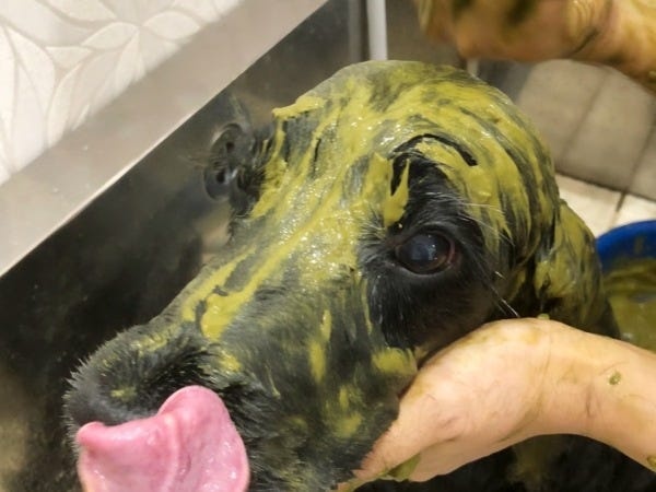 アーユルヴェーダ　ハーブパック??