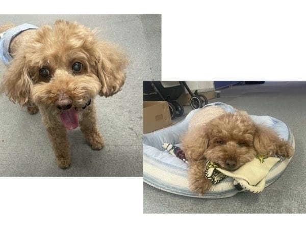 毎日出勤してくるごん太くんです！