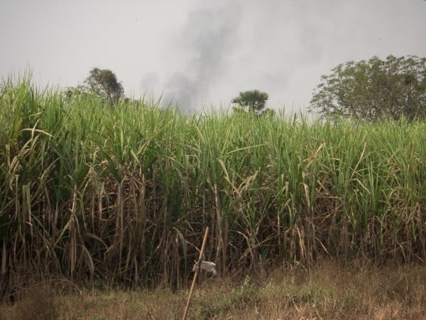 サトウキビの絞りカス（バガス）から製造した紙の原料を輸入する仕事も担って頂きます！