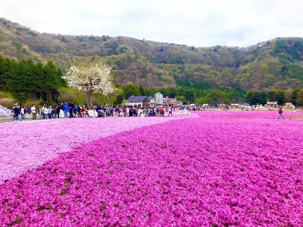 バスツアーで人気のスポットに。