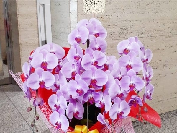 会社等に多く運んでいる御祝胡蝶蘭です