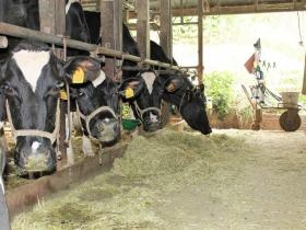 牧場のホルスタイン