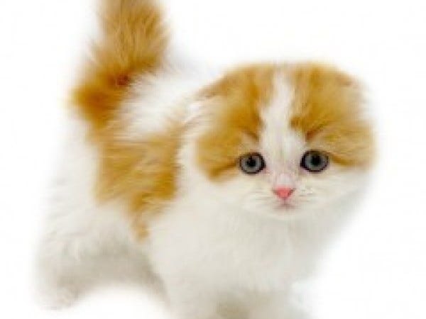 子犬・子猫販売！ペットショップスタッフ募集