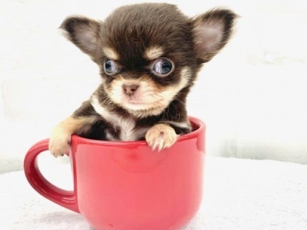 子犬・子猫販売！ペットショップスタッフ募集