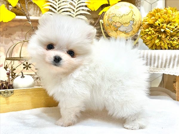 小さな子犬・子猫を扱うので、研修はとても大切なんです◎