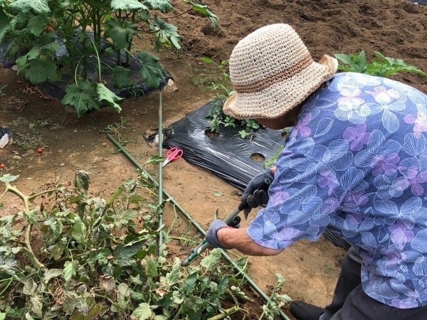 利用者様との畑作業