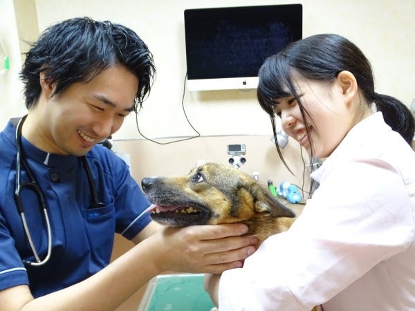 動物病院の動物看護師募集！犬猫の診療補助