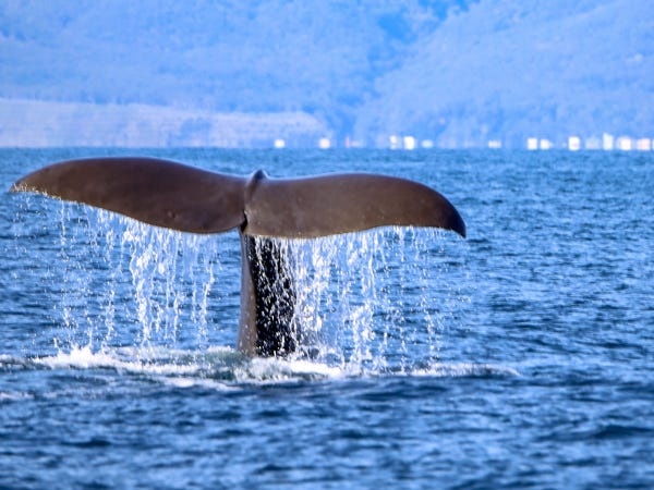 羅臼の海には大型の鯨類が生息し、観光船で間近に見ることが出来ます。このような野生生物が生息できるほどの豊富な水産資源も自慢です。