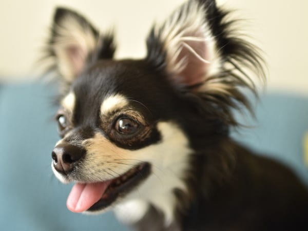 副所長がチワワです