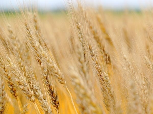 希少とされる道産小麦「ハルユタカ」の一大産地としても知られており、他にも「きたほなみ」や「ゆめちから」などさまざまな品種を生産しています。