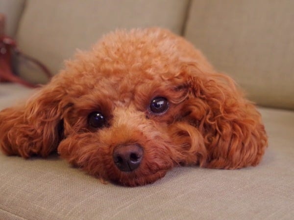 ペット業界向けルートセールス｜未経験歓迎｜普通免許AT限定可