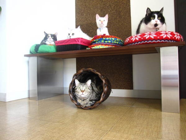 動物病院の愛玩動物看護師募集！経験者歓迎