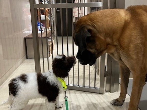 動物病院の愛玩動物看護師募集！経験者歓迎