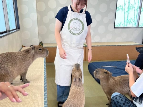 カピバラのお世話もメイン業務です！