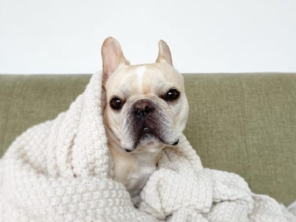 【オフィス犬】ブランが気まぐれ出勤中！みんなに癒しを与えてくれます！