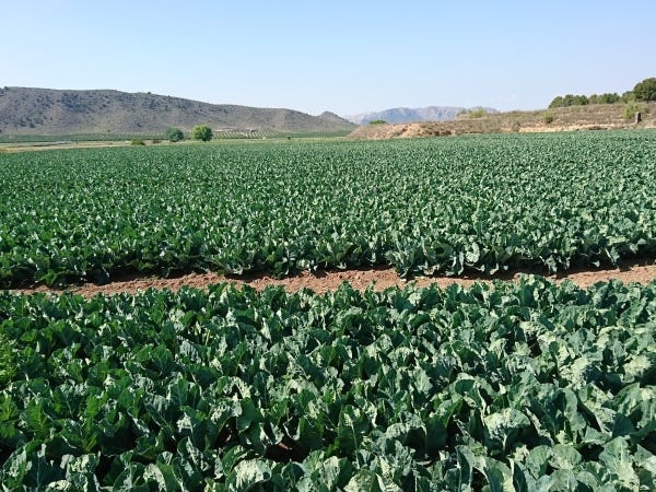 海外産地の契約農場