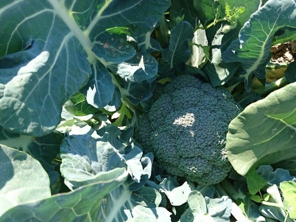 冷凍加工に最適のタイミングで収穫・冷凍しています。