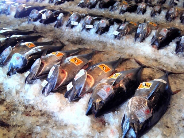 境港のマグロといえば全国的にも有名。全国の家庭へ届けるために丁寧に捌いていきます。