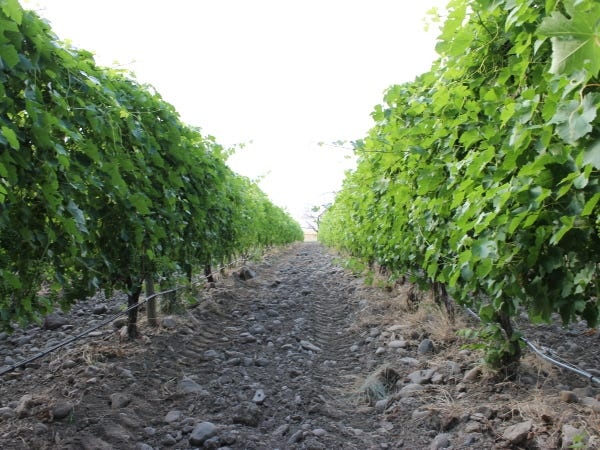 アメリカワイン専門商社の営業職（アシスタントセールスマネージャー）