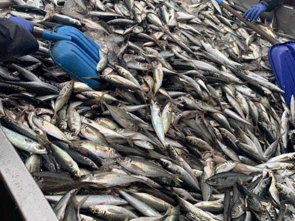 まき網漁業で漁獲するのは主にあじ・さば・いわしなど。食卓に欠かせない魚であり、日本の食文化を支えていることを実感できます。