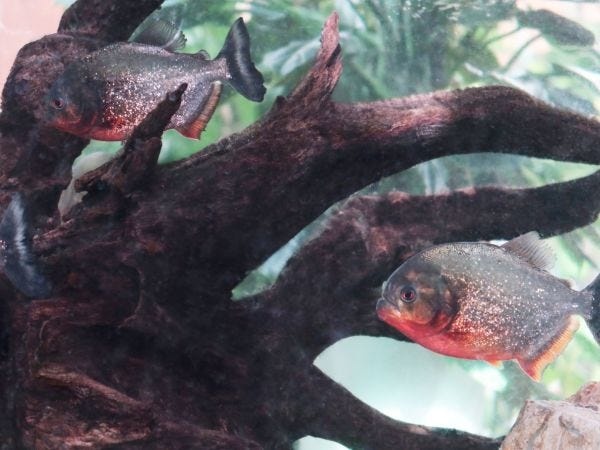 ジャングル売り場にはアクアリウムもありお子様から大人気です！