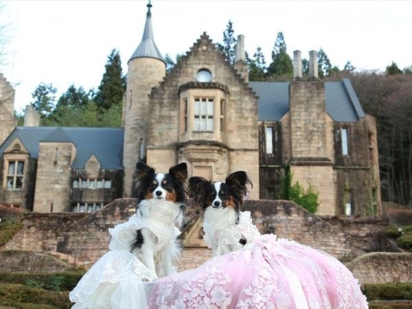 ペットの撮影もやります