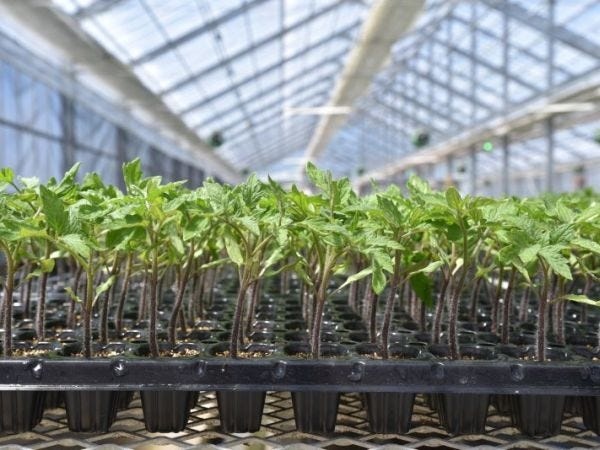 花苗の栽培・事務アシスタント｜未経験歓迎｜Wワーク可