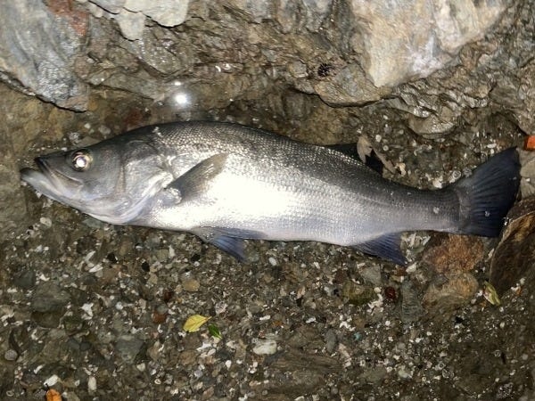 内之浦町はキス、グレ、ヒラスズキの聖地で、春秋にはアオリイカも釣れる好環境！仕事終わりに釣りを楽しむのも最高です。