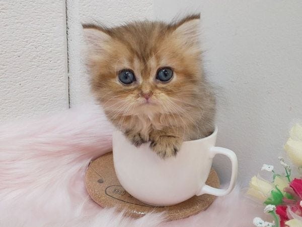 小型犬と猫のみの販売です