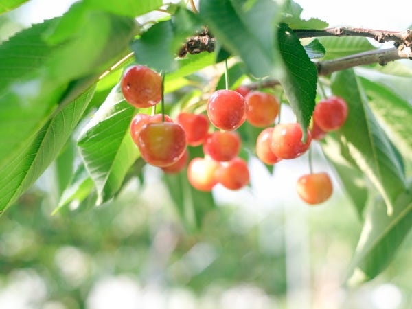 全国の産品のPRや農業の営業事務