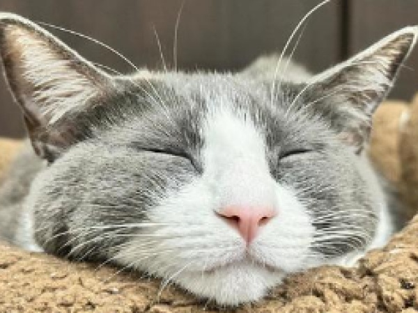 販売スタッフ・寝具コーナー・派遣スタッフ（未経験歓迎）