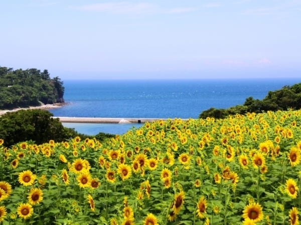 コンサルティング営業・魅力あるのプロモーションスタッフ・地方にある魅力を発信するプロモーション担当・提案営業