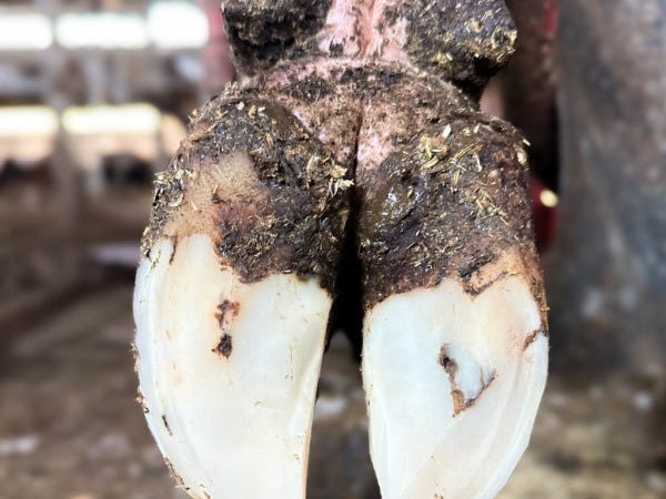 綺麗に切ってあげることで牛の病気やストレスも減ります！