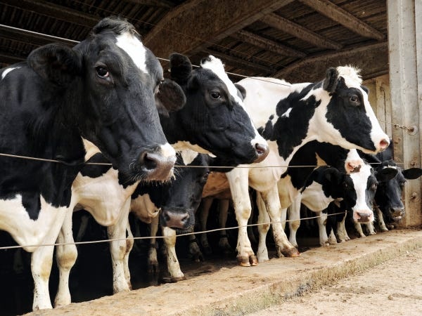 牛の蹄を切るお仕事です。