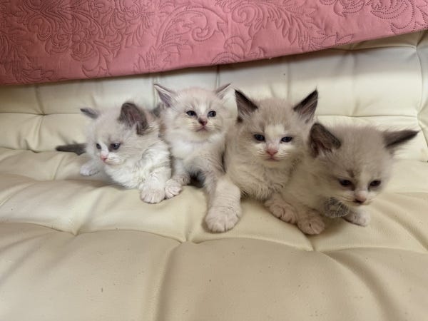 猫専用のブリーダー