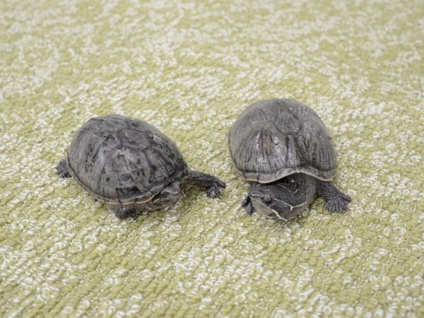 社内で飼っているカメ2匹！